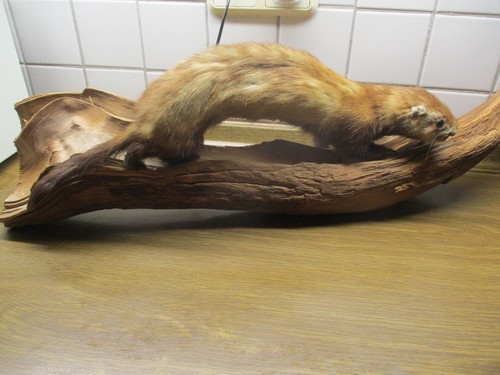 Marder frettchen iltis - marder,, frettchen,