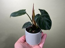 Philodendron verrucosum Babyplant