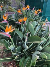 Strelitzie reginae exotische