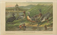 Enten Wildente Löffelente Pfeifente Mandarinente Prachteiderente Brockhaus 0080