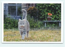 1 AK Katze "Fest im Blick" -