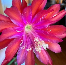 Mutterpflanze-Ruby Snowflake