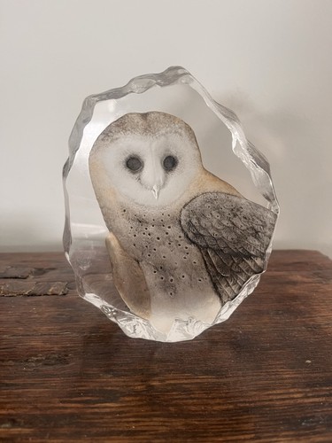 Schleiereule artglassvista - schleiereule,