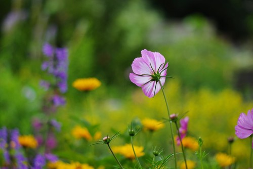 Canon fit 135mm 2 - canon,