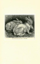 Alpen- und Schneehase (Lepus timidus) Nager