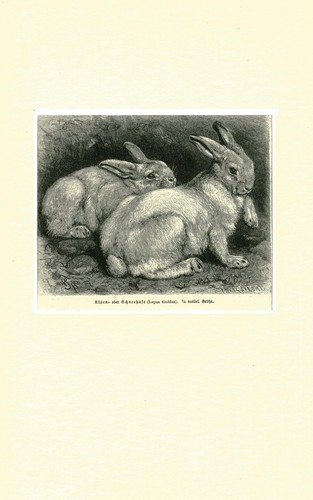 Alpen und schneehase lepus - und, (lepus