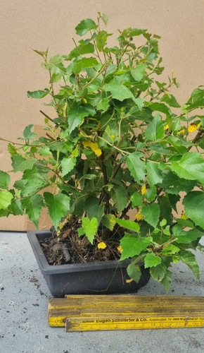 Bonsai birkenbaum - bonsai,,