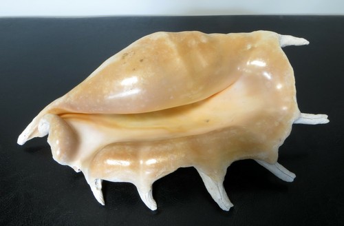 Große muschel meeresmuschel - große,