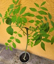 Gemeine ESCHE Baum d. Jahres 2001 Fraxinus Excelsior BIOGARTEN 40cm