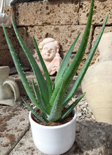 Echte aloe vera - echte,