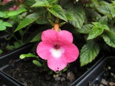 Achimenes 'Rosy Frost' - 3