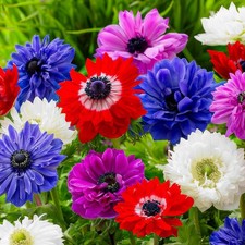 Anemonen Blumenzwiebeln