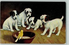 10572044 - Welpen Vogel am Trinknapf AK Terrier