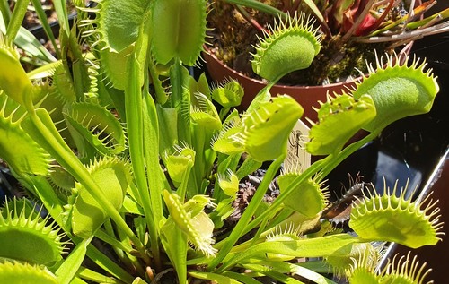 Dionaea muscipula typical - dionaea,