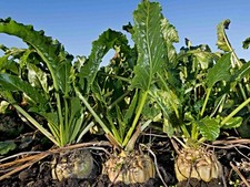 Samen Zuckerrübe, Beta vulgaris var. altissima, Zucker selbst herstellen