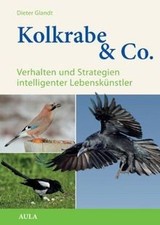Kolkrabe  Co.: Verhalten und