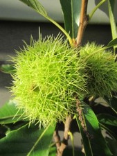 Esskastanie - Castanea 'Bouche