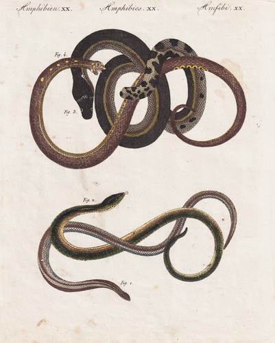 Blindschleichen blindworms