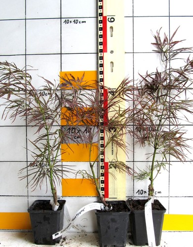 Acer palm red - "red,
