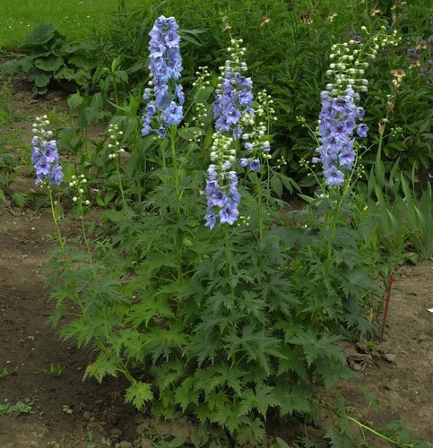 Rittersporn azurriese - azurriese,