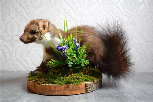 Marder tierpräparat marten - marder,