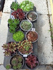 31 Sempervivum Raritäten Mit