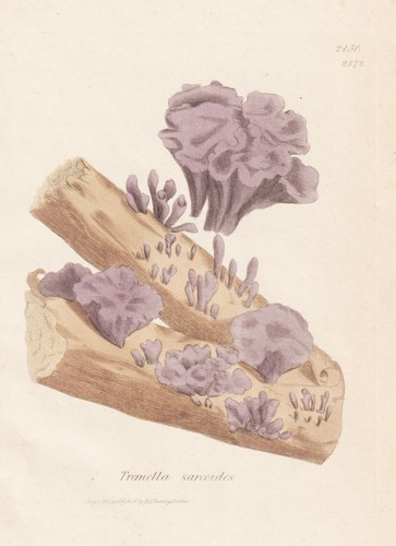 Tremella sarcoides pilze - tremella,