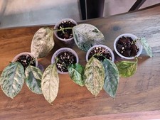 Hoya coriacea silver - silver, (
