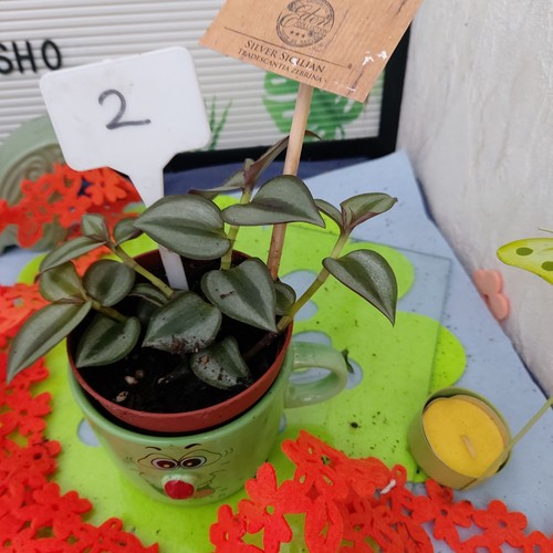 Tradescantia zebrina - ,