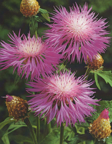 Flockenblume centaurea - flockenblume,