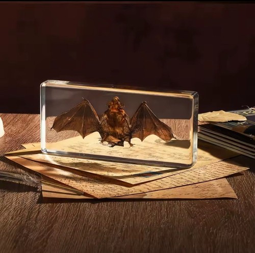 Fledermaus specimen taxidermie - specimen,