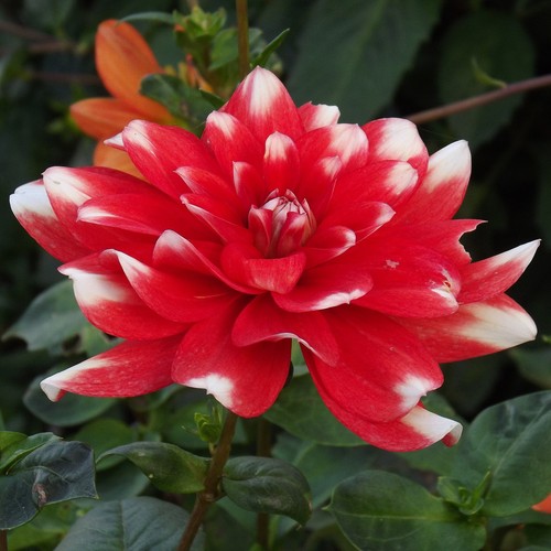 Dahlien - (◕‿◕)\@,
