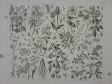 Orig. Stahlstich: Pflanzen -