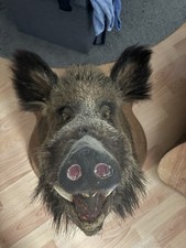 Wildschweinkopf, Wildschwein