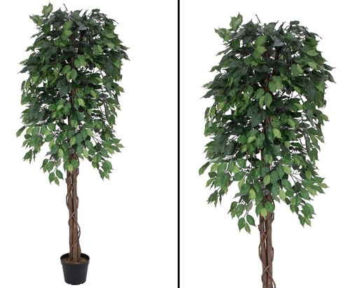 Ficus benjamini mit multi - ficus-benjamini,