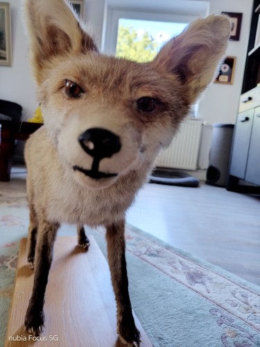 Tierpräparat fuchs - -,