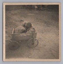 Junge mit Bollerwagen - Altes Foto 1940er 1950er