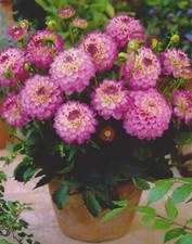 Zwerg Dahlie Melody Dixie "1