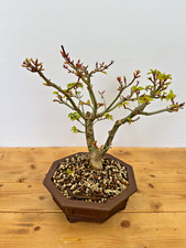 Bonsai Acer Palmatum
