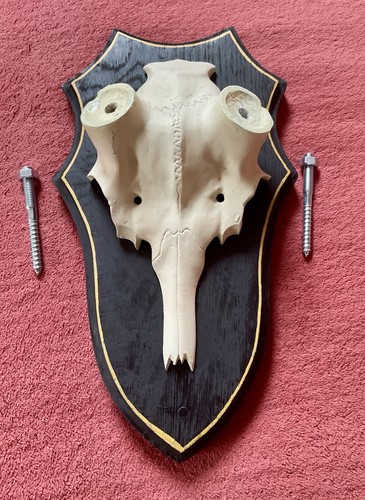 Dammhirschschädel aus