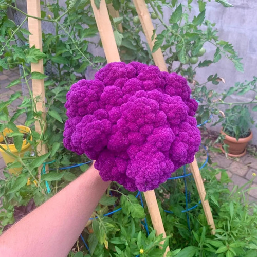 Samen blumenkohl di - blumenkohl, "di