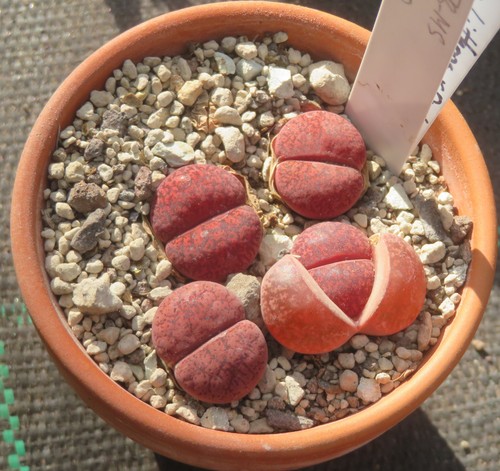 Lithops dinteranthus - 4x,