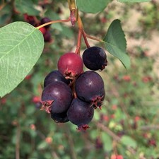 Kupfer-Felsenbirne - Amelanchier lamarckii Felsenbirne