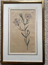 Kupferstich Curtis 1789,Rahmen vergoldet