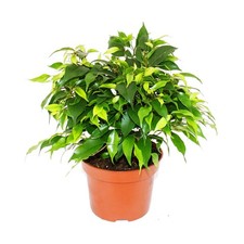 Buschige birkenfeige ficus - buschige,