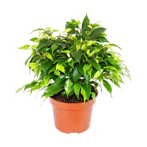 Buschige birkenfeige ficus - birkenfeige,