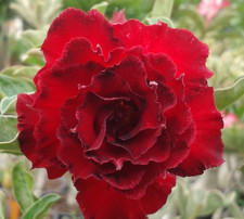 Wüstenrose - adenium obesum -