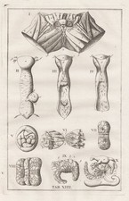 Menschliche Organe human organs Eustachius Anatomie Medizin Kupferstich 1800