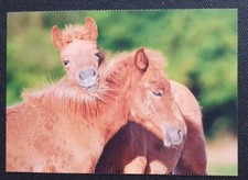 Pferdepostkarte, AK Pferde