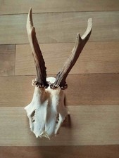 Kleines Rehgeweih - Jagd-Trophäe -
